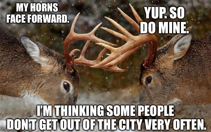 deers fighting | MY HORNS FACE FORWARD. I’M THINKING SOME PEOPLE DON’T GET OUT OF THE CITY VERY OFTEN. YUP. SO DO MINE. | image tagged in deers fighting | made w/ Imgflip meme maker
