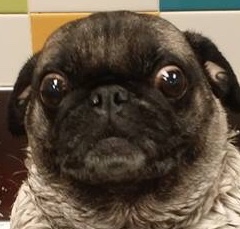 High Quality Surprised Bath Pug Blank Meme Template