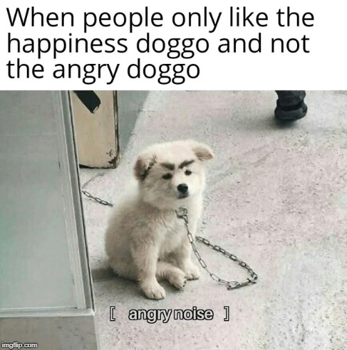 mad doggo | image tagged in dogs | made w/ Imgflip meme maker