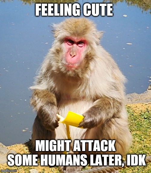 Feeling cute Monkey | FEELING CUTE; MIGHT ATTACK SOME HUMANS LATER, IDK | image tagged in feeling cute,monkey,funny,memes,animals,banana | made w/ Imgflip meme maker