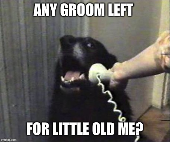 Yes this is dog | ANY GROOM LEFT FOR LITTLE OLD ME? | image tagged in yes this is dog | made w/ Imgflip meme maker
