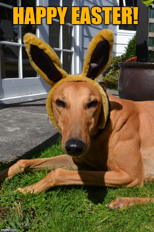 Happy Easter Hound | HAPPY EASTER! | image tagged in easter,dog,happy easter | made w/ Imgflip meme maker