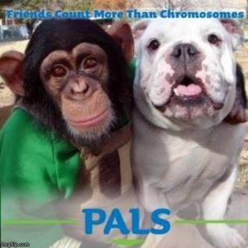 "PALS" Friends count more then chromosomes | image tagged in bff,cute animals,bulldog,monkey,buddies,best friends | made w/ Imgflip meme maker