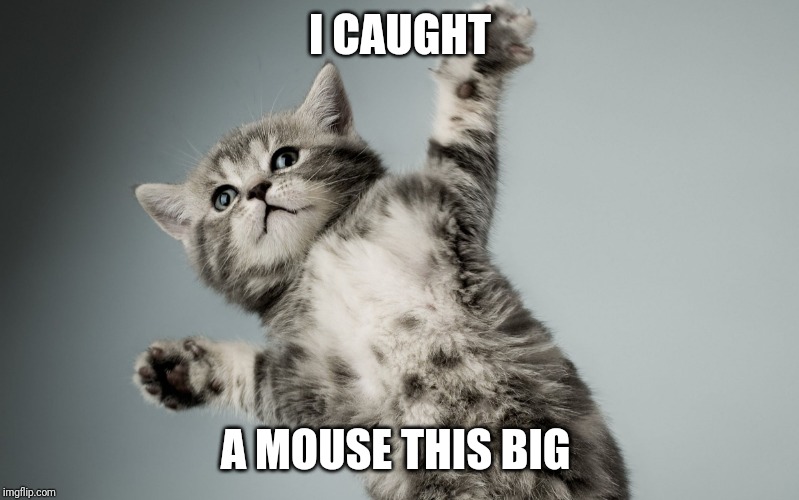 Paws up kitten | I CAUGHT; A MOUSE THIS BIG | image tagged in paws up kitten | made w/ Imgflip meme maker