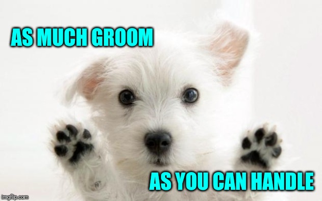 cute dog | AS MUCH GROOM AS YOU CAN HANDLE | image tagged in cute dog | made w/ Imgflip meme maker