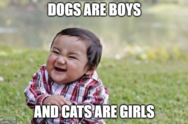 Evil Toddler Meme | DOGS ARE BOYS AND CATS ARE GIRLS | image tagged in memes,evil toddler | made w/ Imgflip meme maker