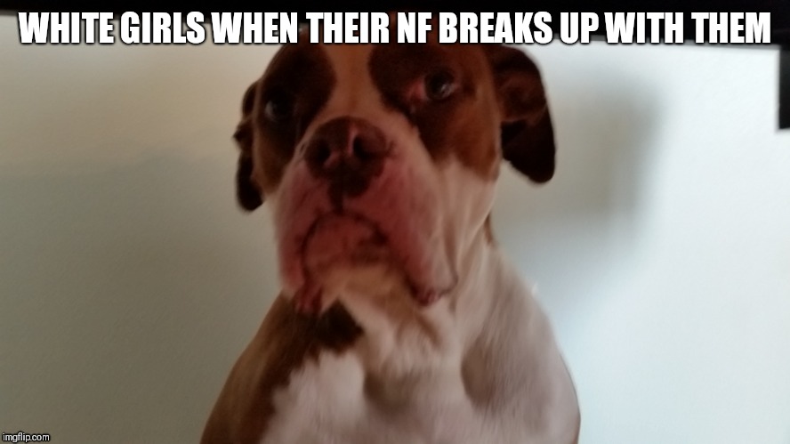 Crackhead dog | WHITE GIRLS WHEN THEIR NF BREAKS UP WITH THEM | image tagged in crackhead dog | made w/ Imgflip meme maker