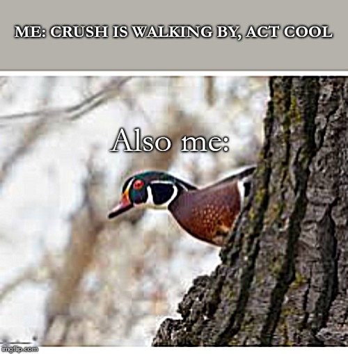 Wood Duck Say What Now | ME: CRUSH IS WALKING BY, ACT COOL; Also me: | image tagged in birds,crush,act cool | made w/ Imgflip meme maker