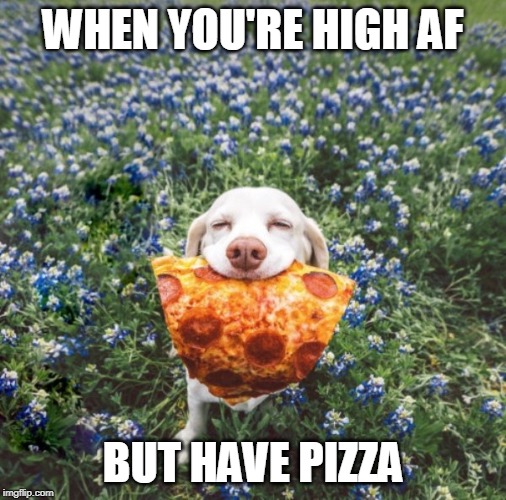 no worries | WHEN YOU'RE HIGH AF; BUT HAVE PIZZA | image tagged in dog,pizza | made w/ Imgflip meme maker