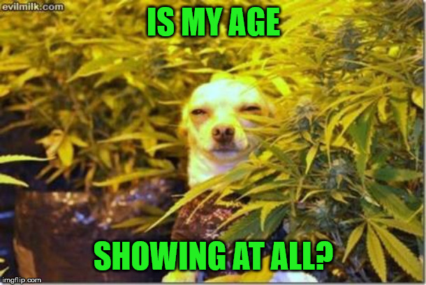 High dog | IS MY AGE SHOWING AT ALL? | image tagged in high dog | made w/ Imgflip meme maker