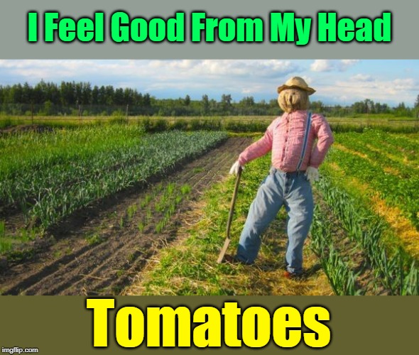 "An Expert Out-standing In His Field" "Pun Weekend" (19th-21st) A Triumph_9 & Craziness_all_the_way event | I Feel Good From My Head; Tomatoes | image tagged in memes,puns,pun weekend | made w/ Imgflip meme maker