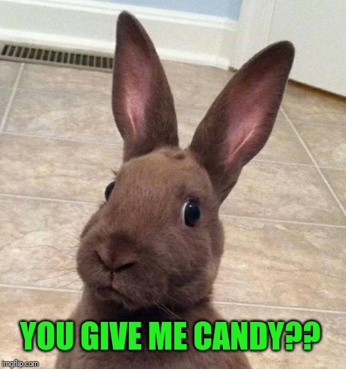 Really? Rabbit | YOU GIVE ME CANDY?? | image tagged in really rabbit | made w/ Imgflip meme maker