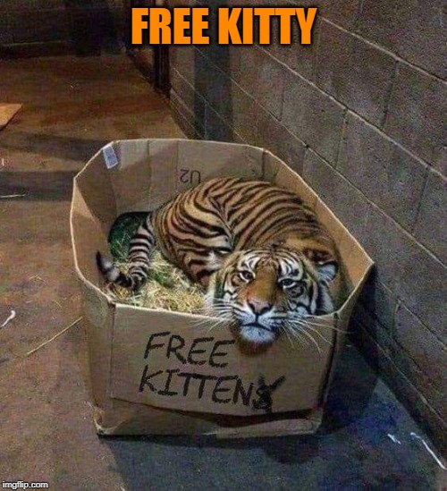 free kitty | FREE KITTY | image tagged in cats,tiger | made w/ Imgflip meme maker