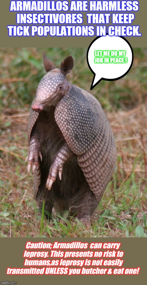 armadillo | ARMADILLOS ARE HARMLESS INSECTIVORES  THAT KEEP TICK POPULATIONS IN CHECK. Caution; Armadillos  can carry leprosy. This presents no risk to  | image tagged in armadillo | made w/ Imgflip meme maker