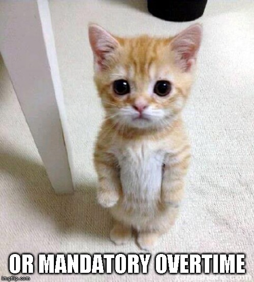 Cute Cat Meme | OR MANDATORY OVERTIME | image tagged in memes,cute cat | made w/ Imgflip meme maker