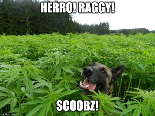 weed policedog | HERRO! RAGGY! SCOOBZ! | image tagged in weed policedog | made w/ Imgflip meme maker
