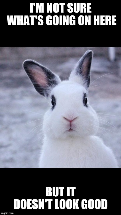 Rabbit | I'M NOT SURE WHAT'S GOING ON HERE BUT IT DOESN'T LOOK GOOD | image tagged in rabbit | made w/ Imgflip meme maker