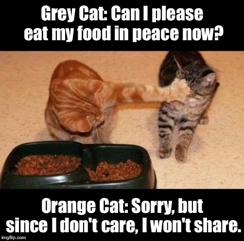No Sharing Means No Caring | Grey Cat: Can I please eat my food in peace now? Orange Cat: Sorry, but since I don't care, I won't share. | image tagged in cats share food | made w/ Imgflip meme maker