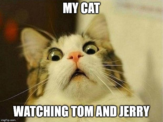 Scared Cat Meme | MY CAT; WATCHING TOM AND JERRY | image tagged in memes,scared cat | made w/ Imgflip meme maker