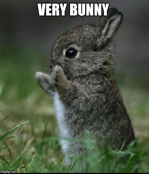 Cute Bunny | VERY BUNNY | image tagged in cute bunny | made w/ Imgflip meme maker