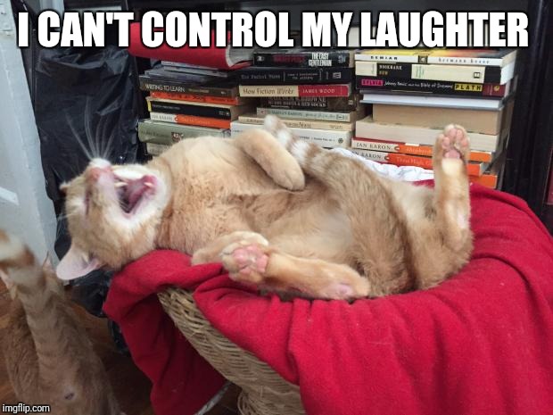Cat Laughs | I CAN'T CONTROL MY LAUGHTER | image tagged in cat laughs | made w/ Imgflip meme maker