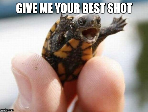 happy baby turtle | GIVE ME YOUR BEST SHOT | image tagged in happy baby turtle | made w/ Imgflip meme maker