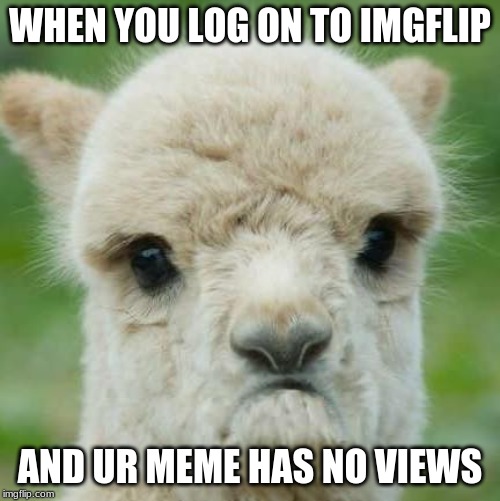 imgflip is mean | WHEN YOU LOG ON TO IMGFLIP; AND UR MEME HAS NO VIEWS | image tagged in dissatisfied alpaca,sad | made w/ Imgflip meme maker