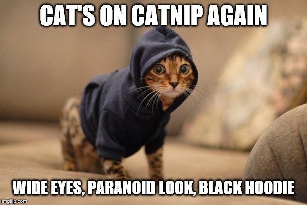 Hoody Cat Meme | CAT'S ON CATNIP AGAIN; WIDE EYES, PARANOID LOOK, BLACK HOODIE | image tagged in memes,hoody cat | made w/ Imgflip meme maker