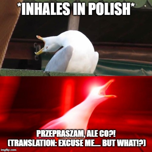 BOY seagull | *INHALES IN POLISH* PRZEPRASZAM, ALE CO?! (TRANSLATION: EXCUSE ME.... BUT WHAT!?) | image tagged in boy seagull | made w/ Imgflip meme maker