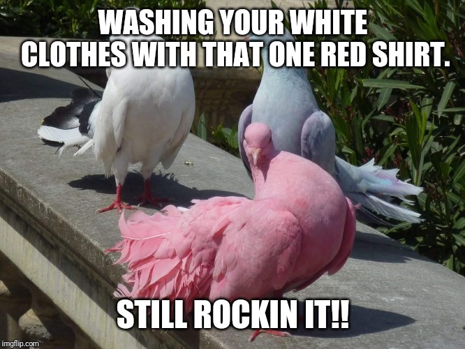 Fleek dove | WASHING YOUR WHITE CLOTHES WITH THAT ONE RED SHIRT. STILL ROCKIN IT!! | image tagged in sexy,bird,pink | made w/ Imgflip meme maker