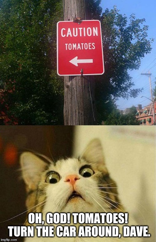 "Better Turn Around And Drive Away Fast." Stupid Signs Week (April 17-23), A LordCheesus and DaBoiIsMeAvery event | OH, GOD! TOMATOES! TURN THE CAR AROUND, DAVE. | image tagged in memes,scared cat,funny signs,warning sign,tomatoes,funny | made w/ Imgflip meme maker