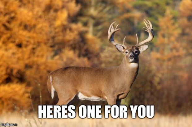 whitetail deer | HERES ONE FOR YOU | image tagged in whitetail deer | made w/ Imgflip meme maker