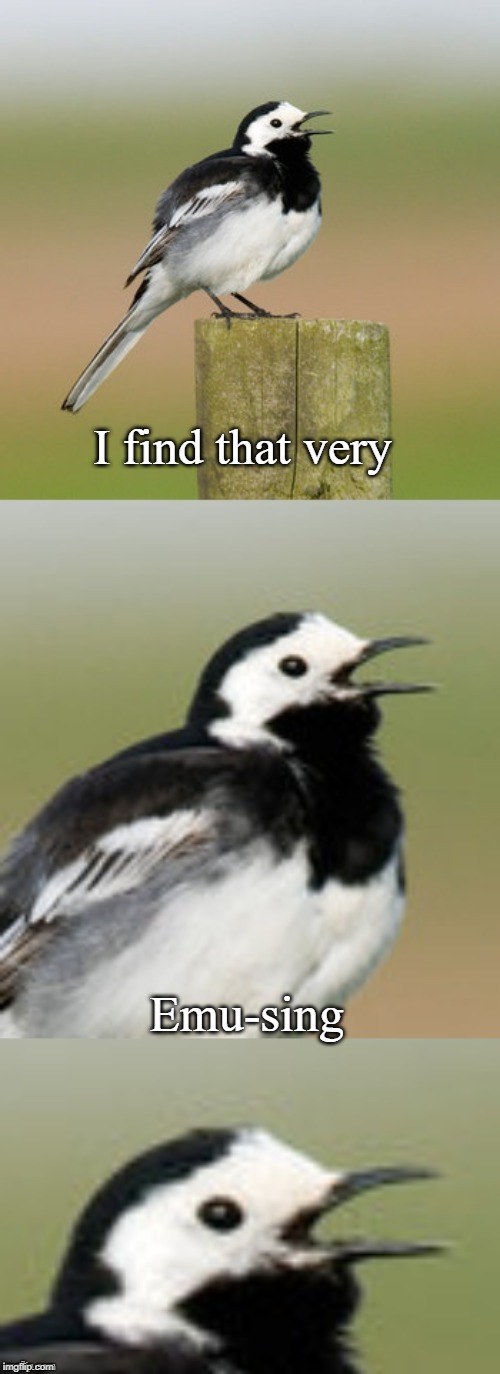 Bad Pun Flashtail | I find that very Emu-sing | image tagged in bad pun flashtail | made w/ Imgflip meme maker