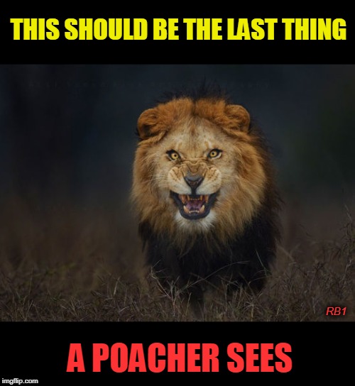 You see a poacher, he sees lunch | THIS SHOULD BE THE LAST THING; RB1; A POACHER SEES | image tagged in poacher,cats | made w/ Imgflip meme maker