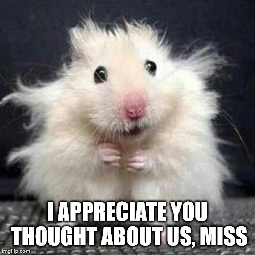 Stressed Mouse | I APPRECIATE YOU THOUGHT ABOUT US, MISS | image tagged in stressed mouse | made w/ Imgflip meme maker