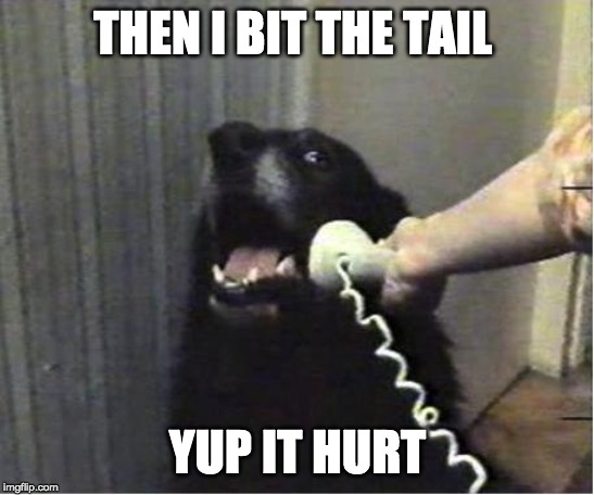 Yes this is dog | THEN I BIT THE TAIL YUP IT HURT | image tagged in yes this is dog | made w/ Imgflip meme maker