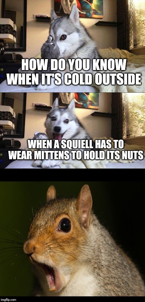 Bad Pun Dog Meme | HOW DO YOU KNOW WHEN IT'S COLD OUTSIDE; WHEN A SQUIELL HAS TO WEAR MITTENS TO HOLD ITS NUTS | image tagged in memes,bad pun dog | made w/ Imgflip meme maker