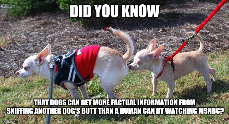What a mess | DID YOU KNOW; THAT DOGS CAN GET MORE FACTUAL INFORMATION FROM SNIFFING ANOTHER DOG'S BUTT THAN A HUMAN CAN BY WATCHING MSNBC? | image tagged in dogs,sniff,msnbc | made w/ Imgflip meme maker