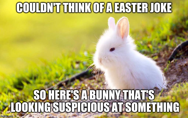 COULDN'T THINK OF A EASTER JOKE; SO HERE'S A BUNNY THAT'S LOOKING SUSPICIOUS AT SOMETHING | image tagged in bunny,cute | made w/ Imgflip meme maker