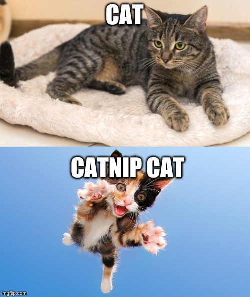 Catnip!!! | CAT; CATNIP CAT | image tagged in catnip,kitten,cat | made w/ Imgflip meme maker