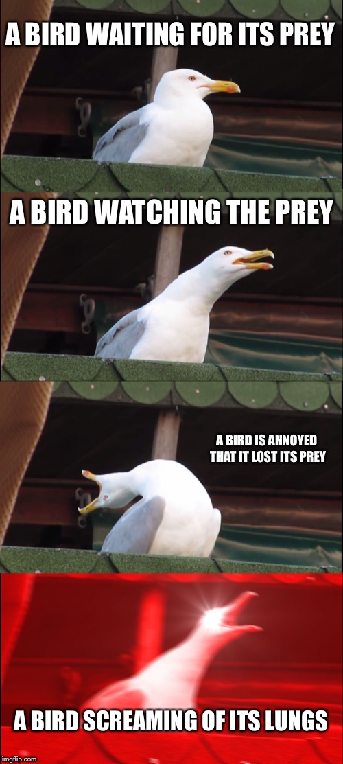 Inhaling Seagull Meme | A BIRD WAITING FOR ITS PREY; A BIRD WATCHING THE PREY; A BIRD IS ANNOYED THAT IT LOST ITS PREY; A BIRD SCREAMING OF ITS LUNGS | image tagged in memes,inhaling seagull | made w/ Imgflip meme maker