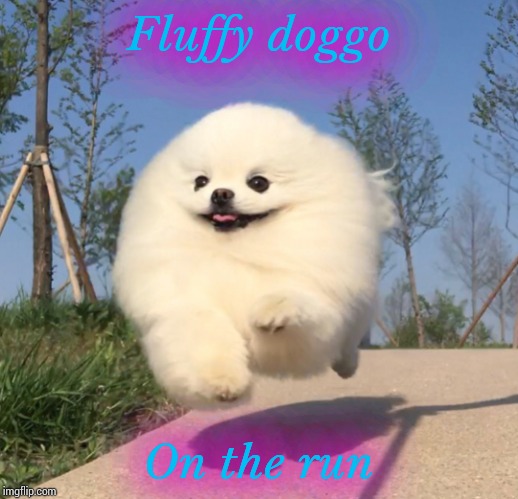 Look at this smol fluffy doggo!
It could be a movie star!
Iz so adorbz!
*dies from too much cuteness* | Fluffy doggo; On the run | image tagged in fluffy doggo,cute,dog,aww,doggo,doggos | made w/ Imgflip meme maker