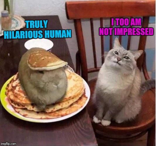 I TOO AM NOT IMPRESSED; TRULY HILARIOUS HUMAN | image tagged in bunny,cat,pancakes | made w/ Imgflip meme maker