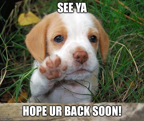 dog puppy bye | SEE YA HOPE UR BACK SOON! | image tagged in dog puppy bye | made w/ Imgflip meme maker