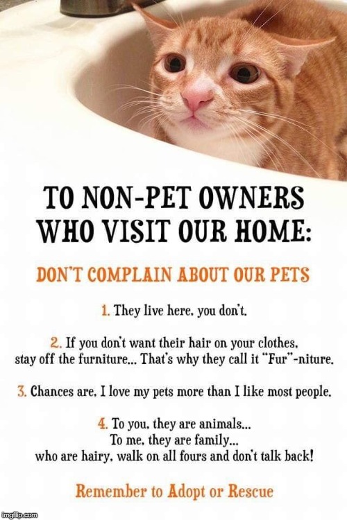 Animal Lover's Doctrine | . | image tagged in pets,pet rules,cat | made w/ Imgflip meme maker