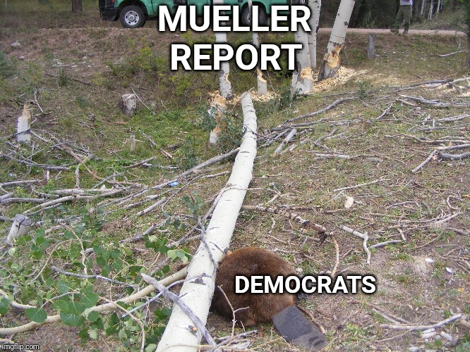 MUELLER; REPORT; DEMOCRATS | image tagged in beavers,tree,democrats,robert mueller,mueller | made w/ Imgflip meme maker