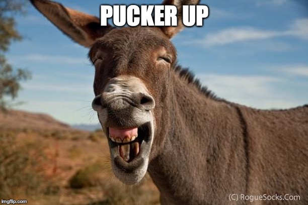 Donkey Jackass Braying | PUCKER UP | image tagged in donkey jackass braying | made w/ Imgflip meme maker