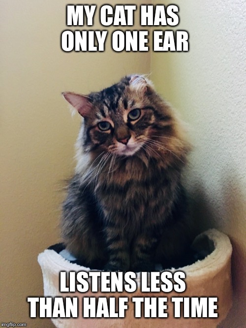 One eared cat won’t listen | MY CAT HAS ONLY ONE EAR; LISTENS LESS THAN HALF THE TIME | image tagged in cat,ear,listen,attitude | made w/ Imgflip meme maker