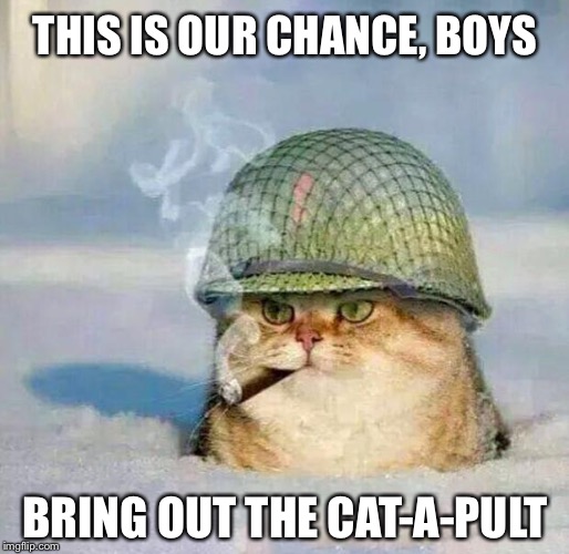 C'mon Boys, Let's Do This |  THIS IS OUR CHANCE, BOYS; BRING OUT THE CAT-A-PULT | image tagged in war cat | made w/ Imgflip meme maker