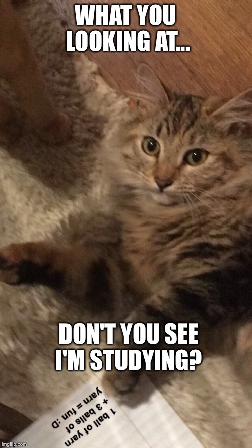 Studying Cat |  WHAT YOU LOOKING AT... DON'T YOU SEE I'M STUDYING? | image tagged in studying,cat | made w/ Imgflip meme maker